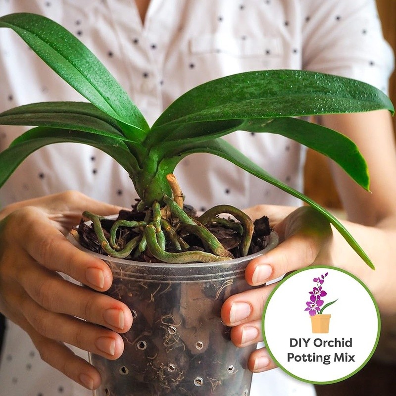 Organic Pine Bark Chips Mulch Indoor Outdoor Orchids Terrariums Moisture Control