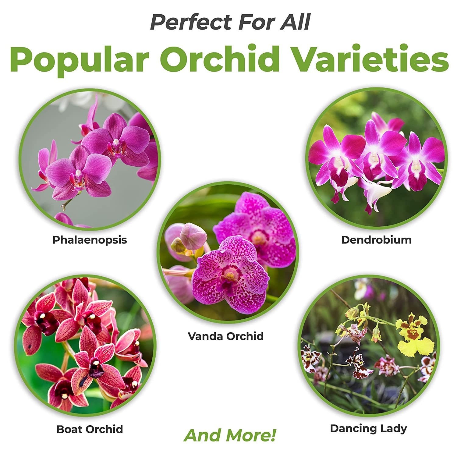 Liquid Orchid Fertilizer 8 oz 2 Pack Plant Food for All Orchid Varieties