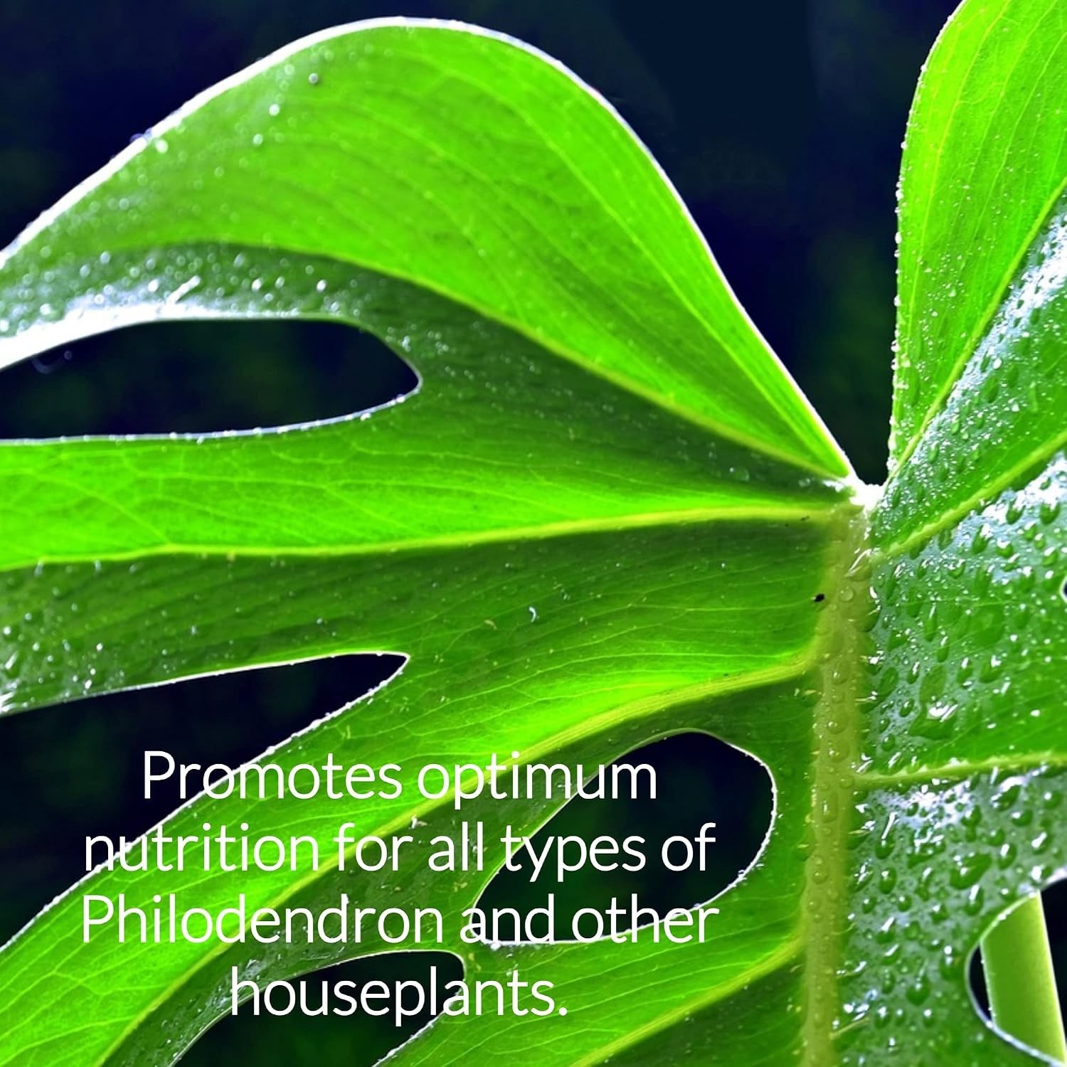 Professional Philodendron Fertilizer Liquid 3-1-2 Concentrate 8 oz, Philoden…