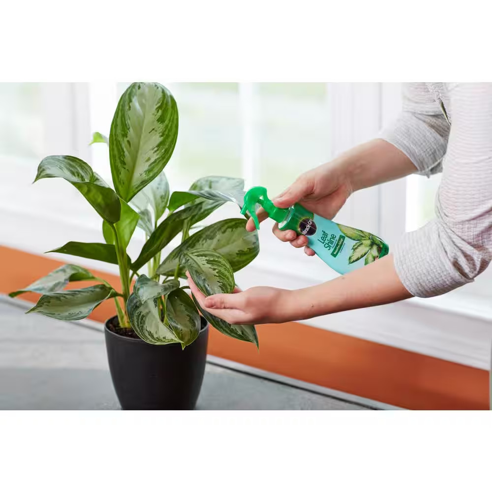 8 Fl. Oz. Leaf Shine Spray Cleans Hard-Leaved Foliage Plants (2-Pack)