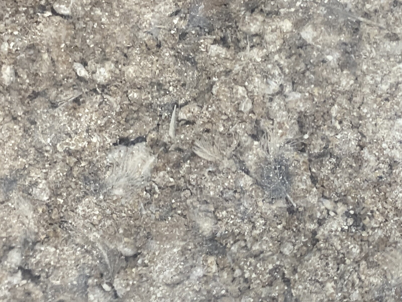 Organic Quail Manure Fresh Fertilizer 2lb