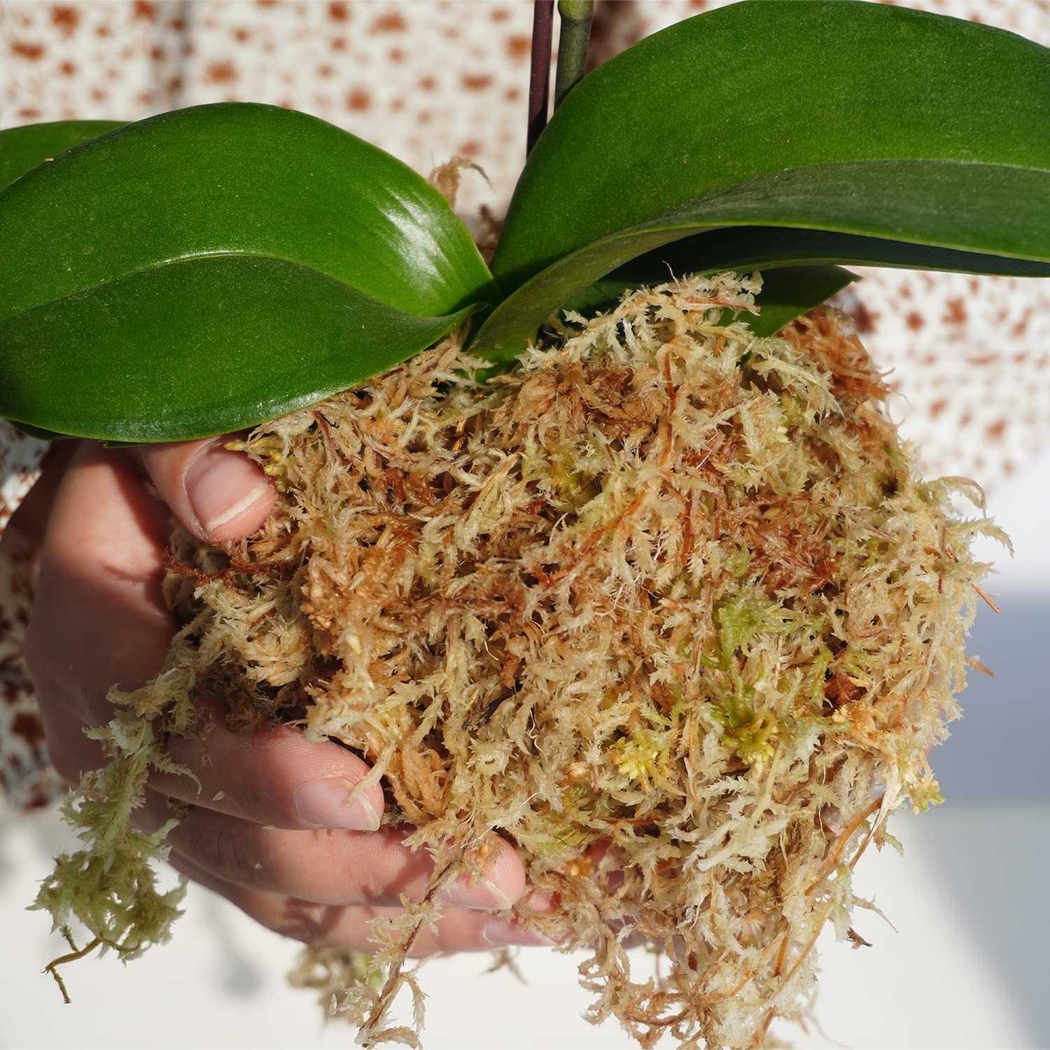 Sphagnum Moss 34QT for Plant Propagation, Great Orchid Potting Mix, Help with…
