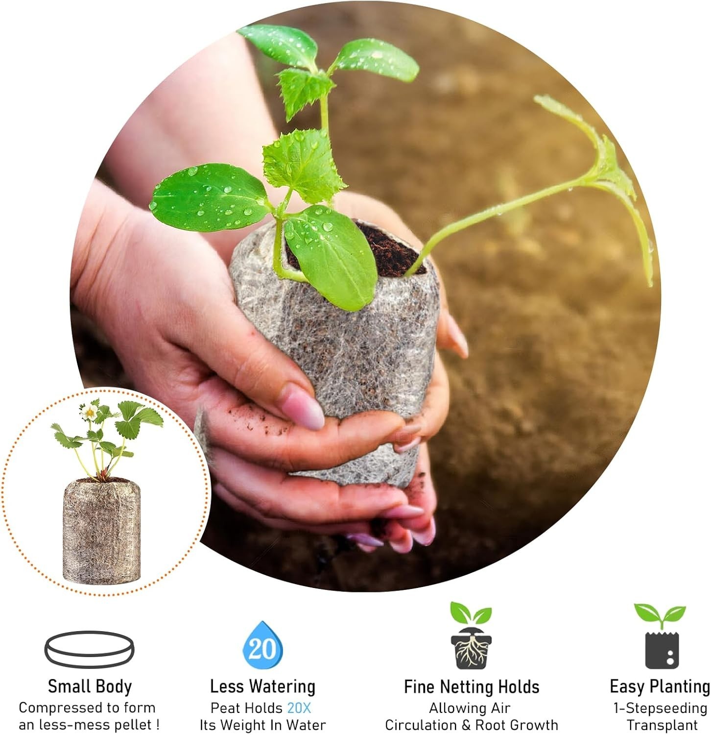50 Compressed 30mm Peat Pods for Seedlings – Ideal for Herbs, Flowers & Veggies