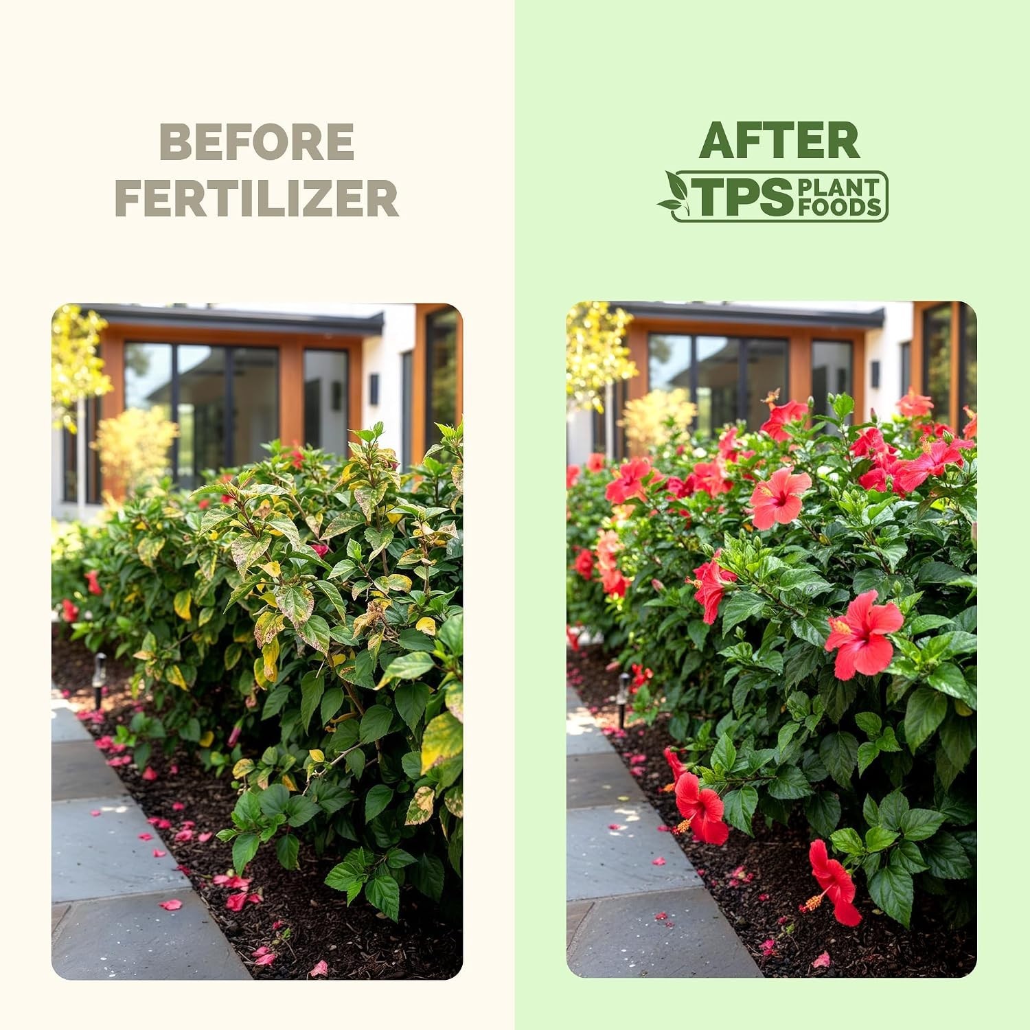 Hibiscus Fertilizer – Liquid Plant Food for More Blooms, 8 oz | Supports Vibr…
