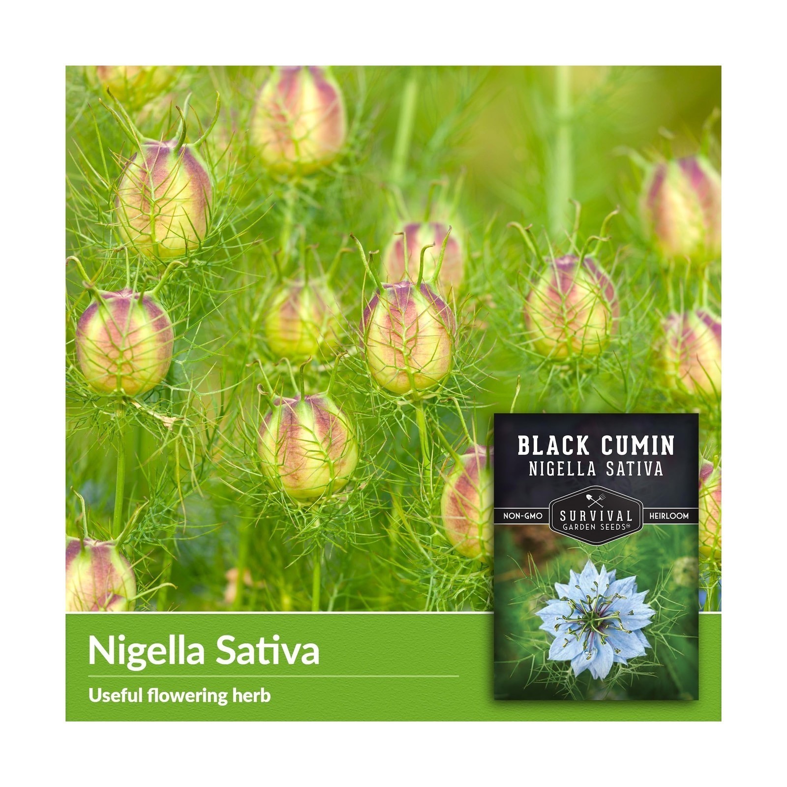 Black Cumin Seed for Planting – 1 Packet with Instructions to Plant and Grow …