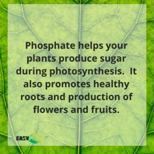 Granular Phosphorus Fertilizer 0-46-0 | Boosts Garden Bloom & Tree Growth – 5lbs
