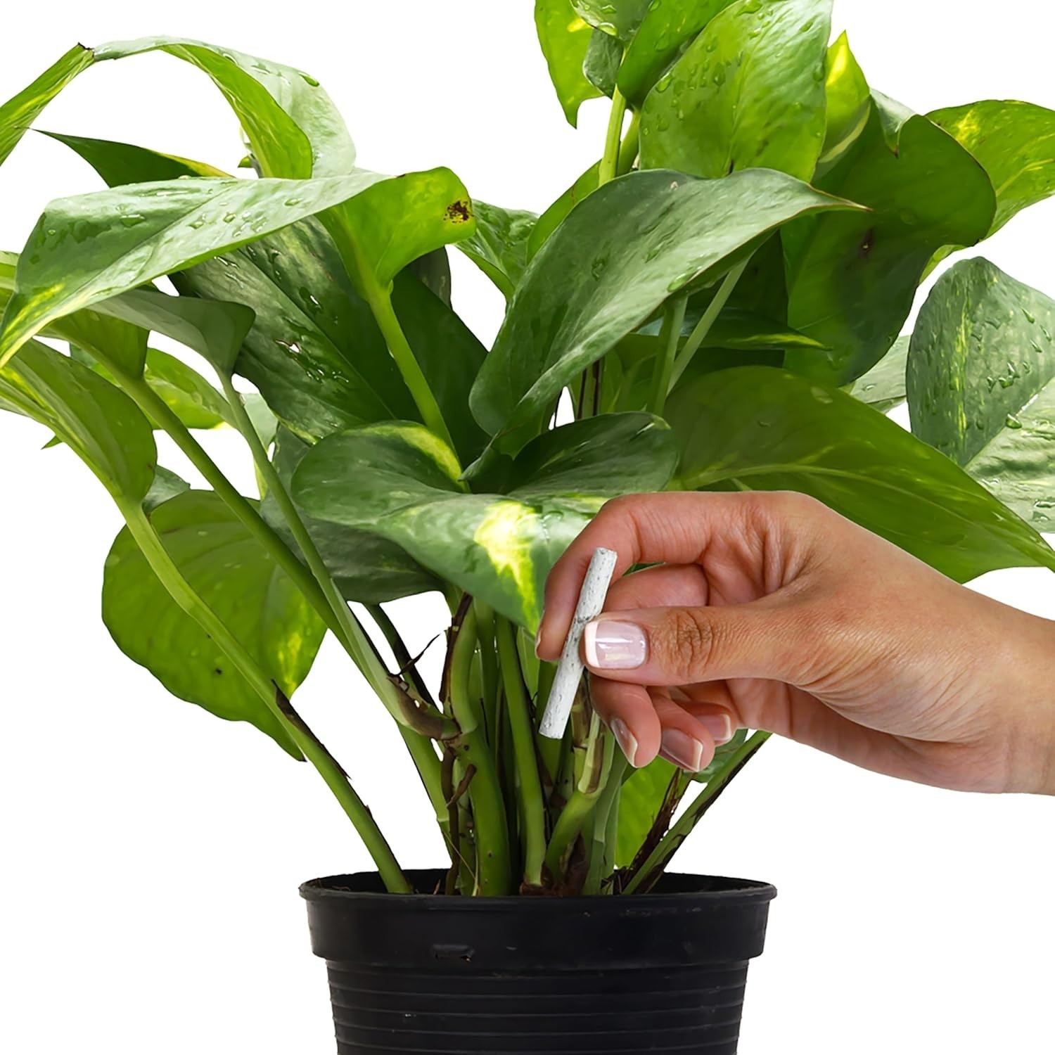 50 Count Easy-to-Use Houseplant Fertilizer Spikes for Thriving Foliage