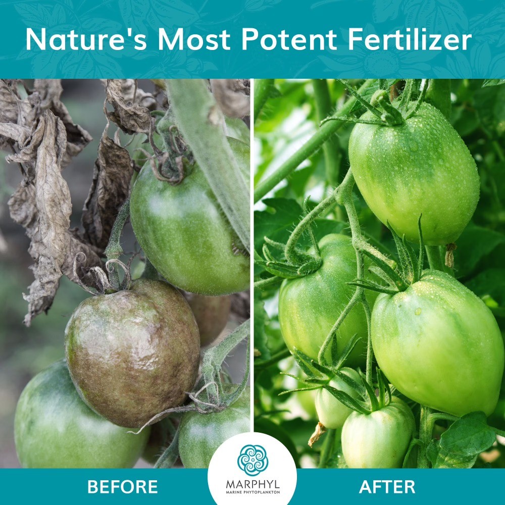 Organic Liquid All Purpose Fertilizer – Indoor & Outdoor Plants, 16.9 oz