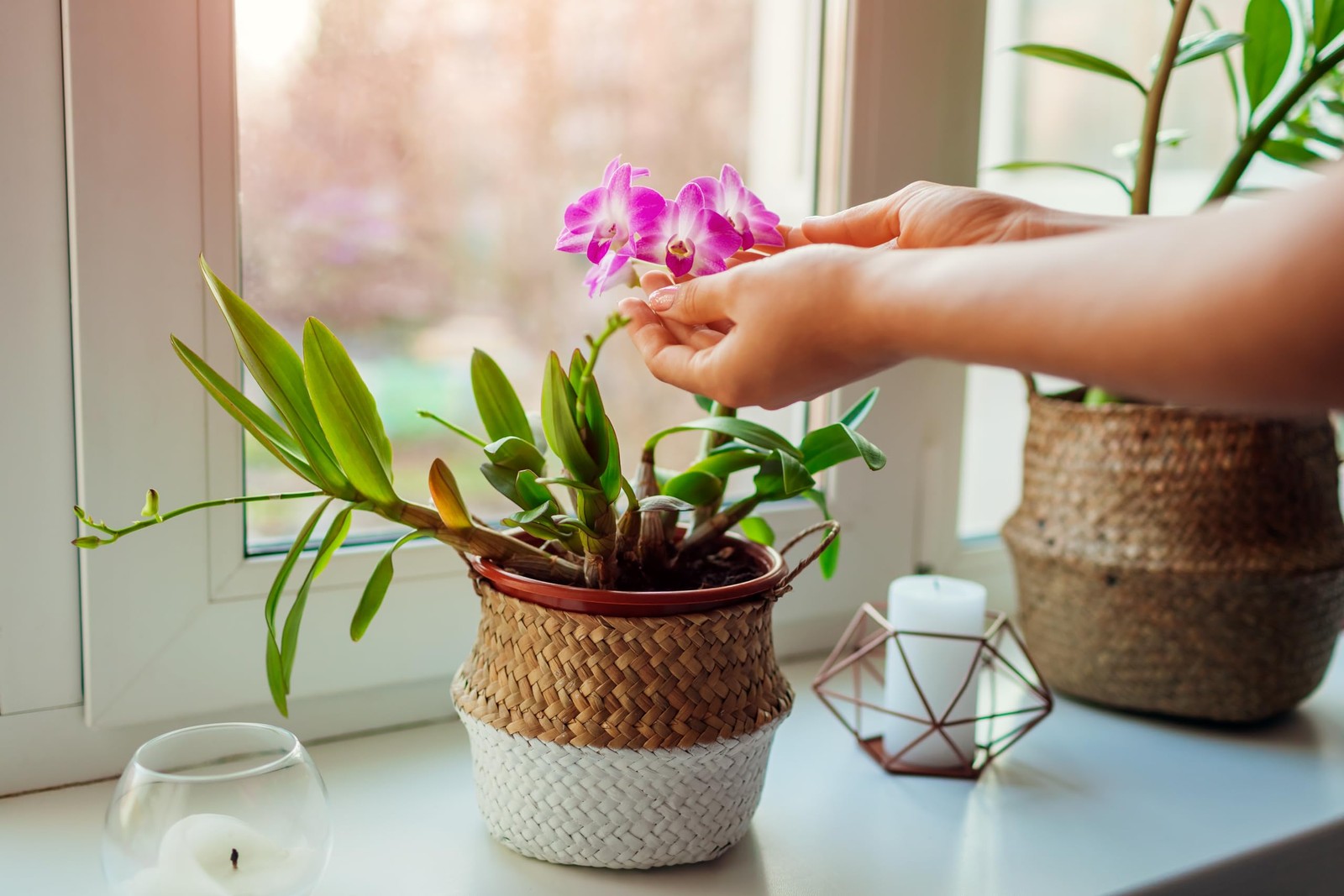 Dendrobium Orchid Potting Mix 8 Quart Natural Soil Blend for Orchids