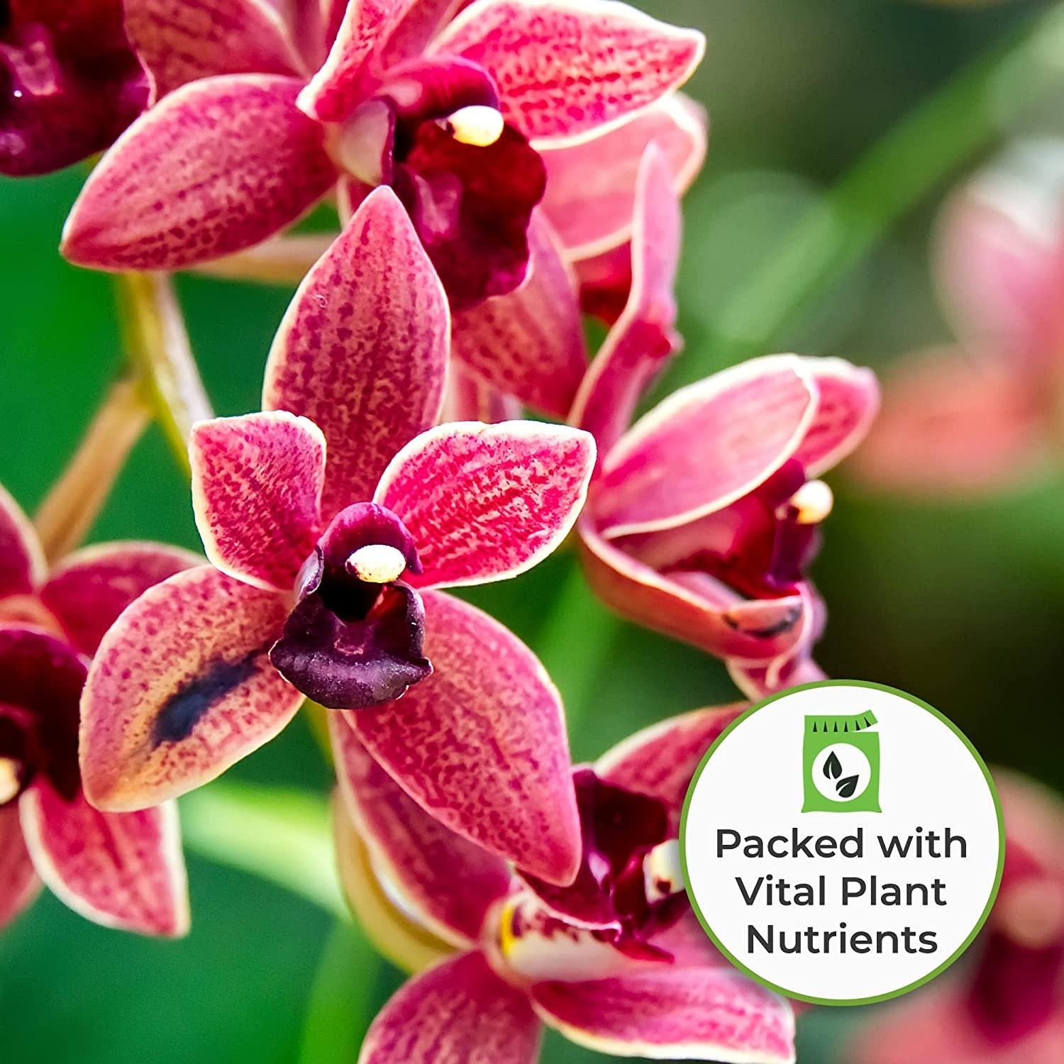 Liquid Orchid Fertilizer 8 oz 2 Pack Plant Food for All Orchid Varieties