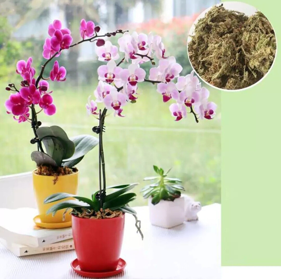 Water Moss Dry Moss Water Grass Substrates For Orchid Phalaenopsis 6L Water Moss