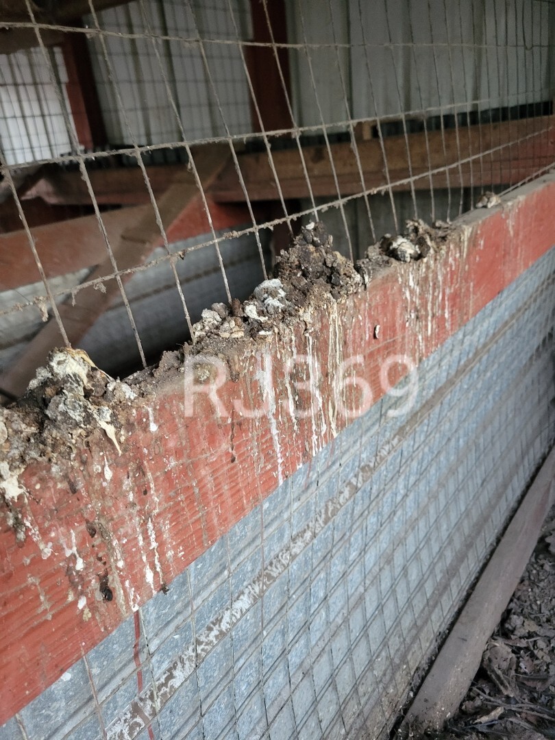 ☆Worlds Most Expensive Chicken’s Manure – Straight Up Fresh Poop / Doo-Doo /Dung