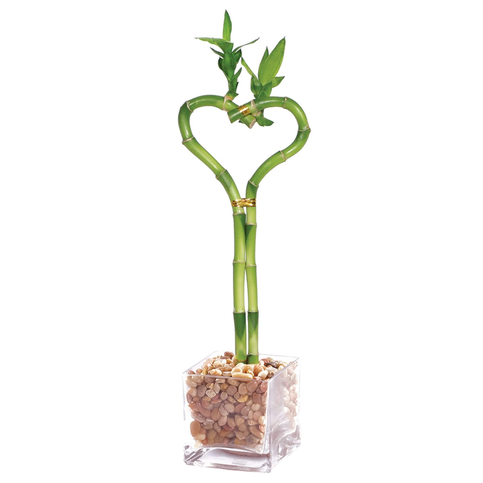 Brussel’s Bonsai – Live Lucky Bamboo Plant, Heart Shaped Indoor Bamboo with R…