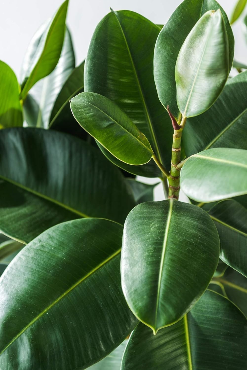 Fiddle Leaf Fig Fertilizer – 8 Oz Micronutrient Plant Food for Ficus
