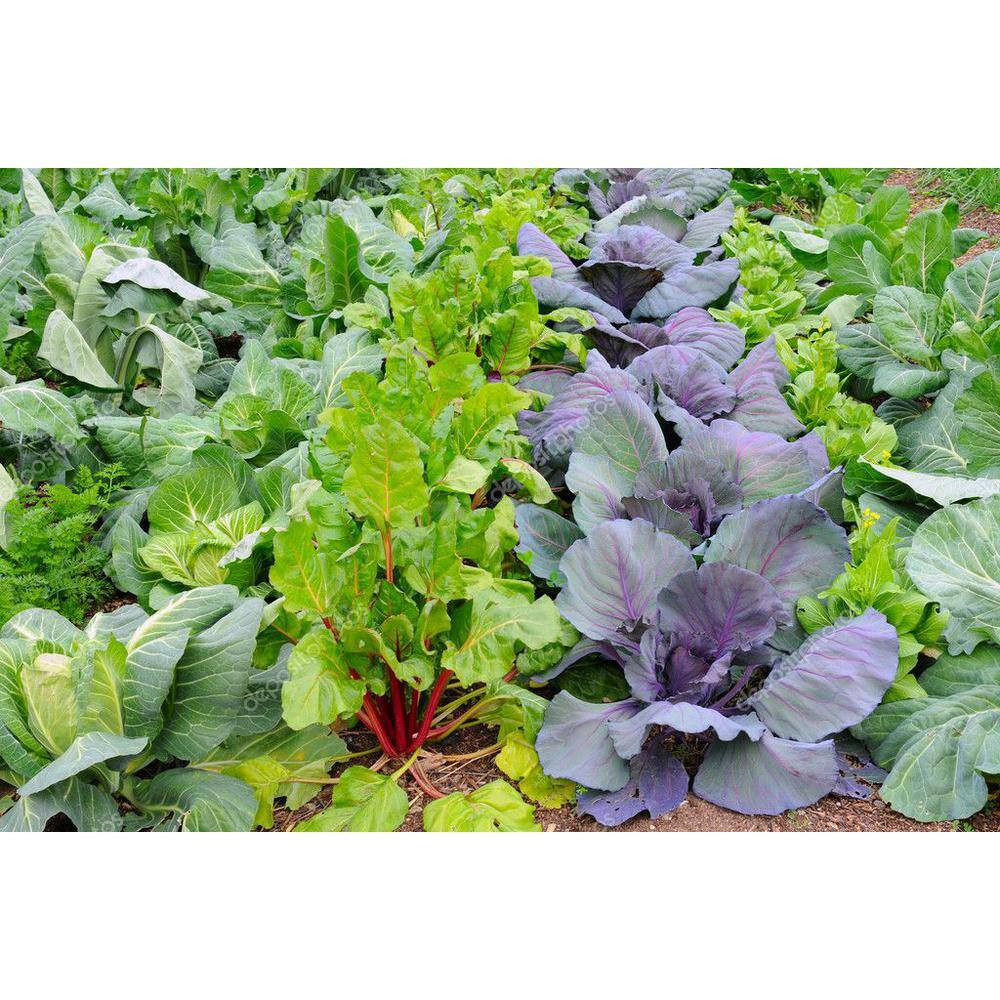 8 Qt. 100% Organic Worm Castings All Purpose Vegetable Blend