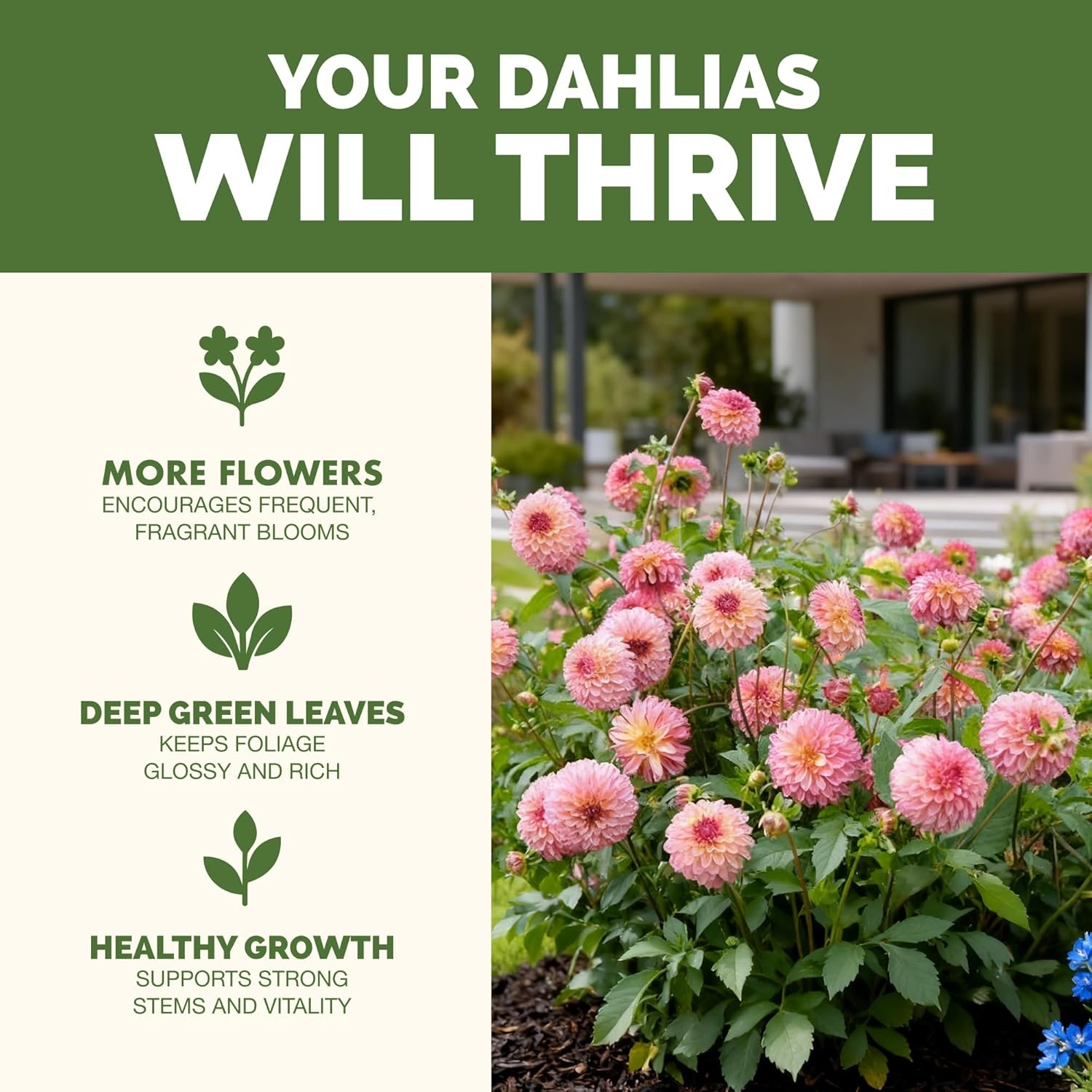 Dahlia Fertilizer – Liquid Plant Food Bigger Blooms Vibrant Color & Stronger