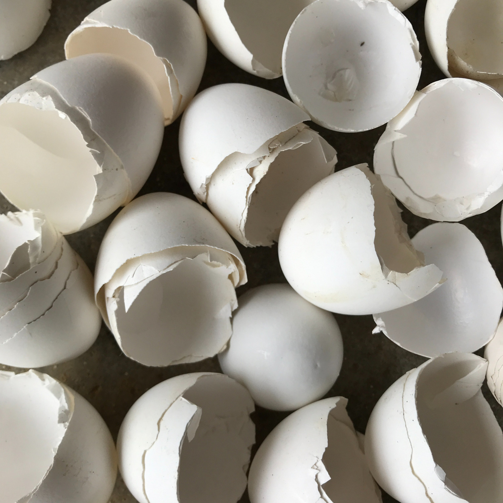 Organic Ceylon Crushed Egg Shell Home Made Calcium Fertilizer Free Shipping