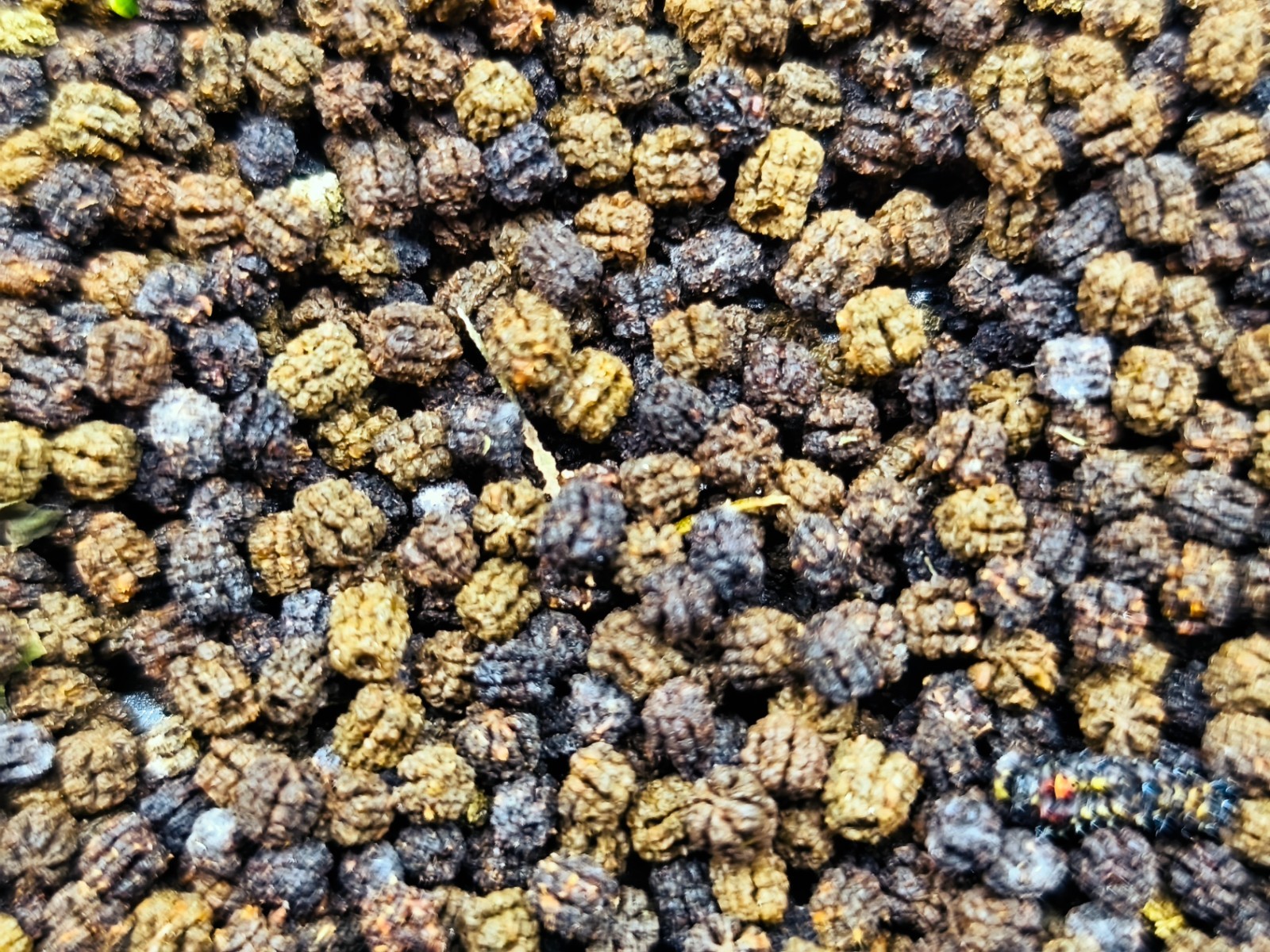 Caterpillar manure – a safe ORGANIC FERTILIZER. Insect farm produce. Pack 1 oz.