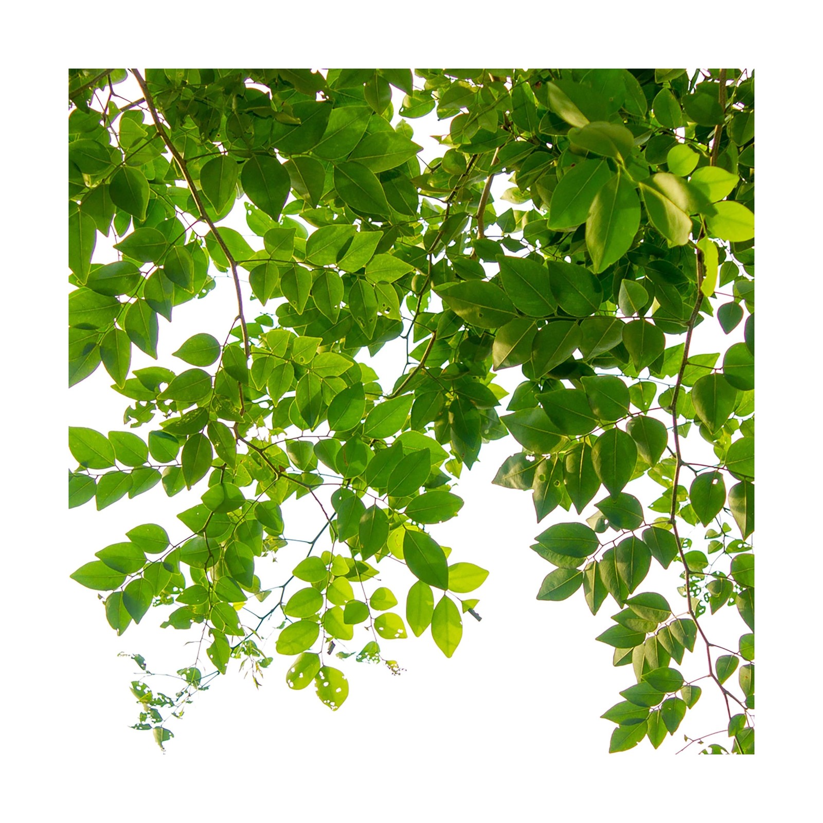 Jobe’s Slow Release Tree and Shrub Fertilizer Spikes, Easy Plant Care for