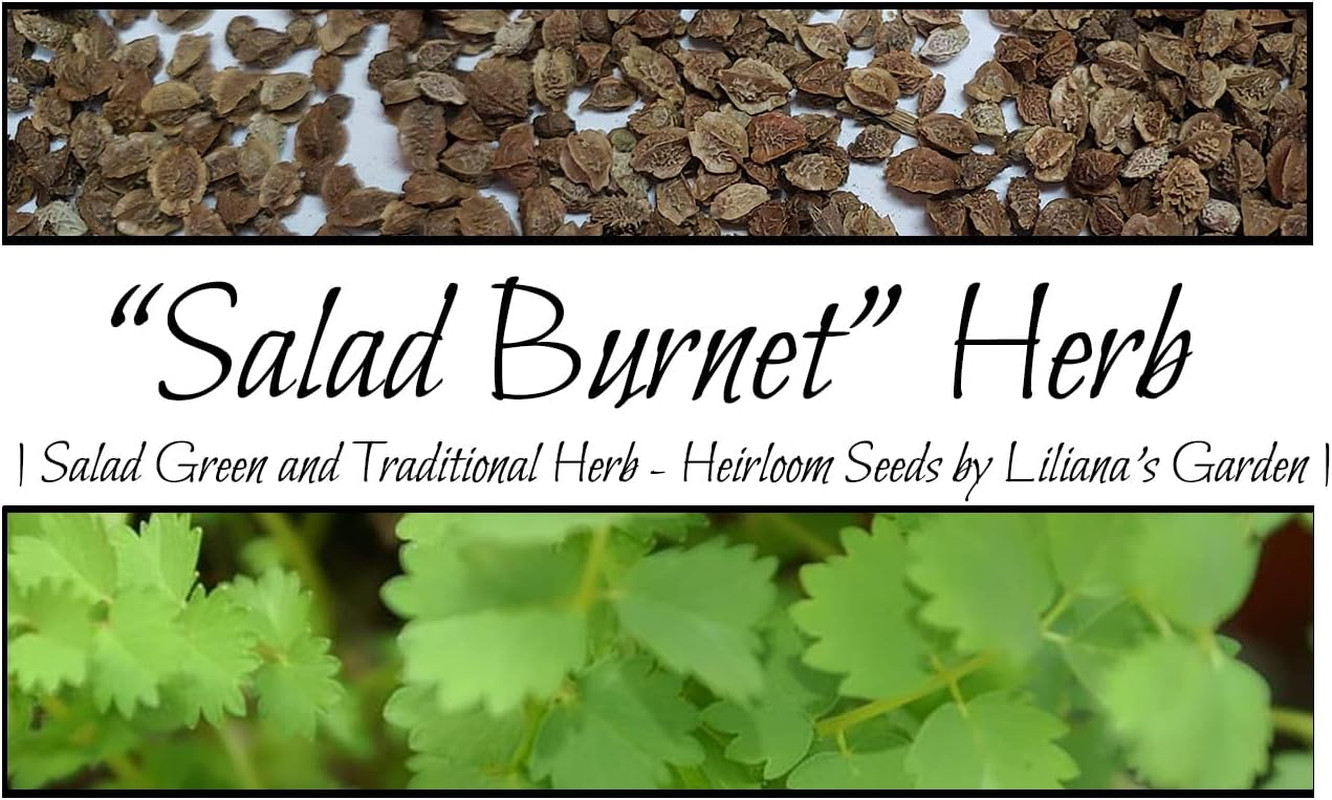 “Salad Burnet” Herb Seeds – Alternative Salad Green and Easy-To-Grow Herb – Harv