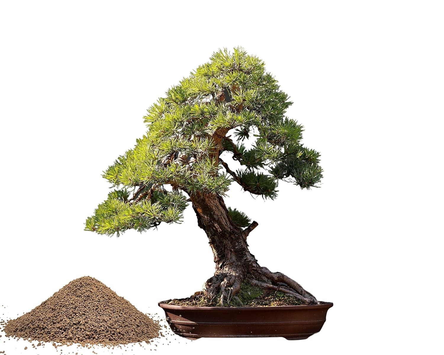 Organic Bonsai Fertilizer by – 3Lbs | Quick Results | Micro Nutrients for Vit…