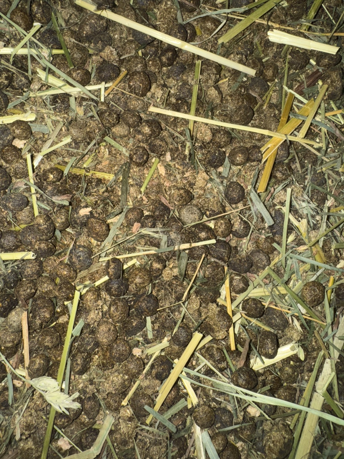Organic Rabbit Manure/Compost- Various Sizes Available- Please Read Description!
