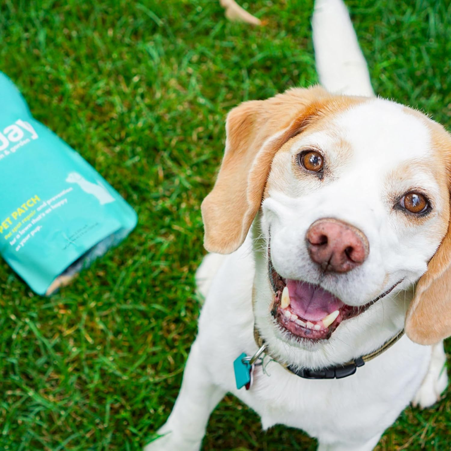 Sunday Pet Patch – Lawn Spots Repair – Repair & Prevent Grass Pet Spots – Easy H