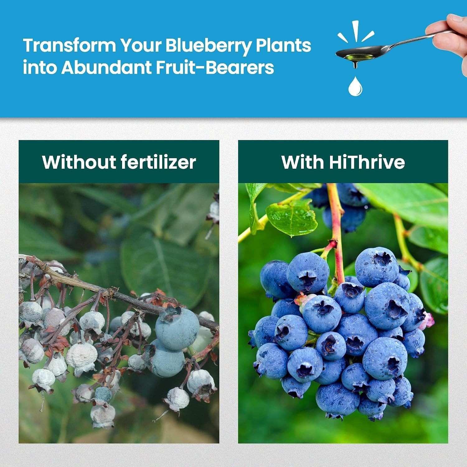 16oz Blueberry Fertilizer – Makes 16 Gallons of Fruit Tree Fertilizer for Blu…