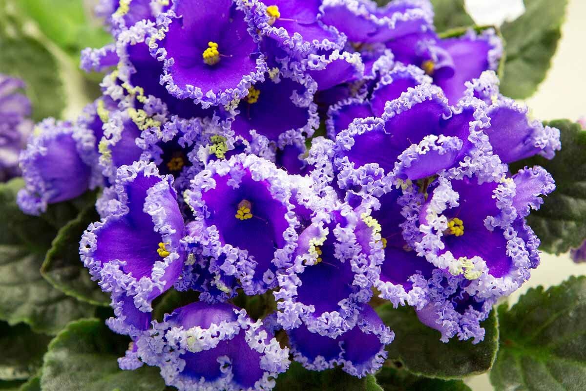 Schultz SPF44900 African Violet Plus Liquid Plant Food Fertilizer 4 ounce