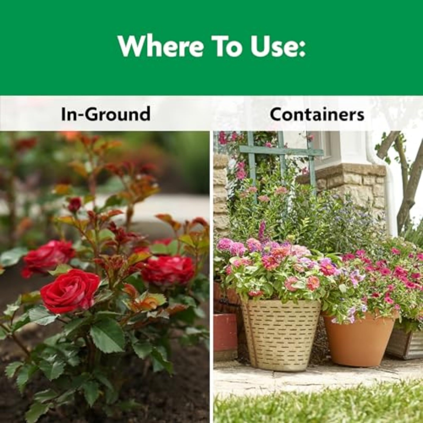Miracle-Gro Shake ‘n Feed Rose & Bloom Plant Food – Long-Lasting Granular