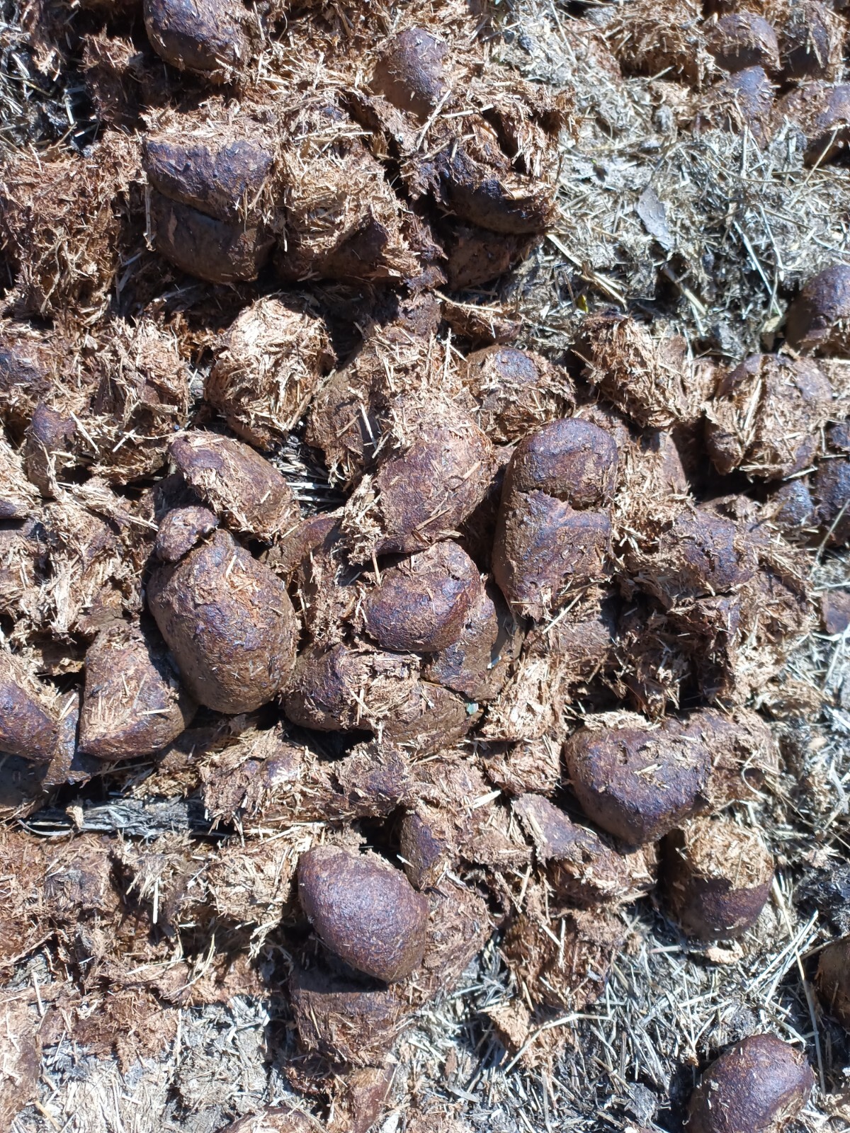 Horse Manure For Organic Garden Fertilizer In Medium USPS Priority Box Est. 10lb