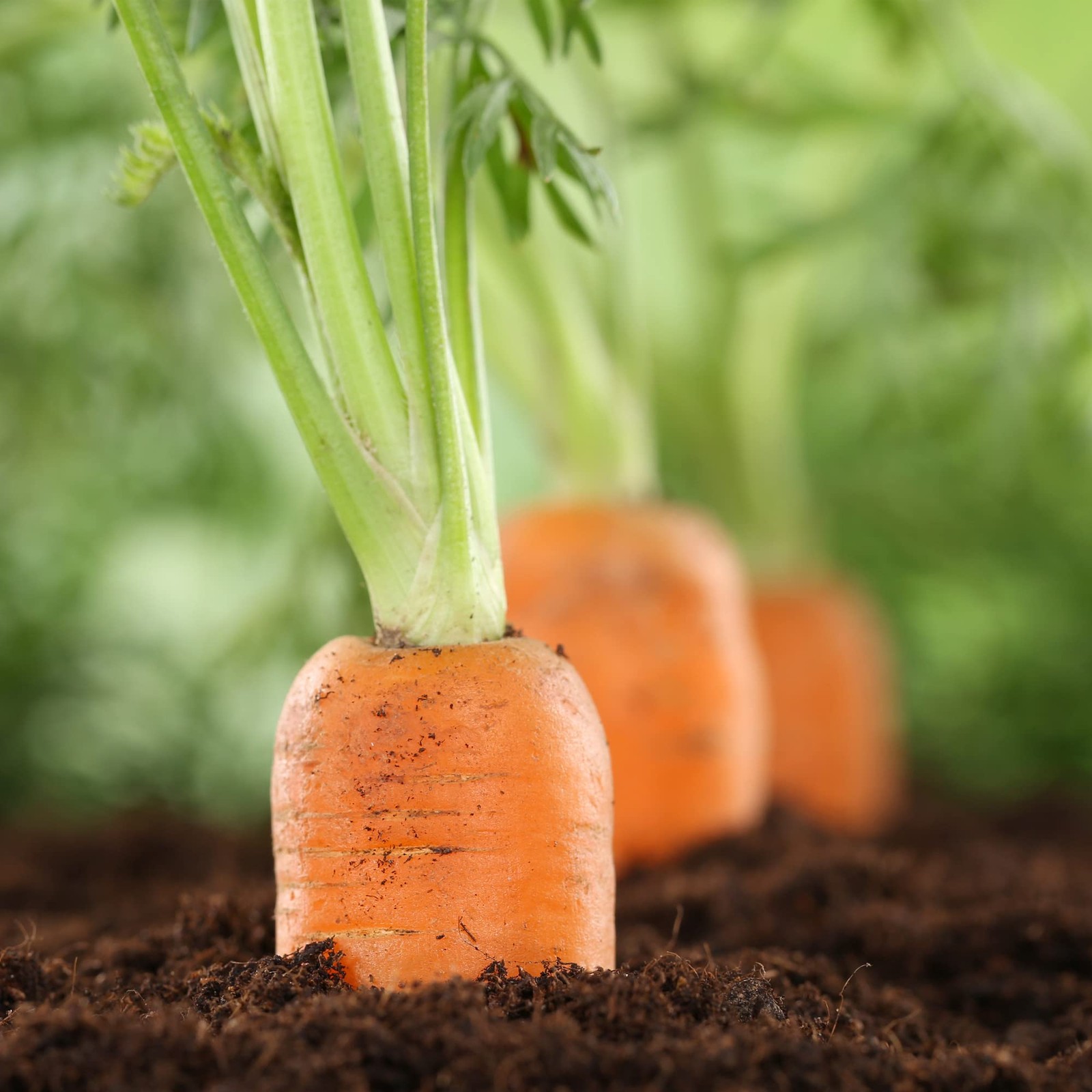 Big A Carrot Fertilizer and Root Vegetable Fertilizers – Premium Fertilizer f…