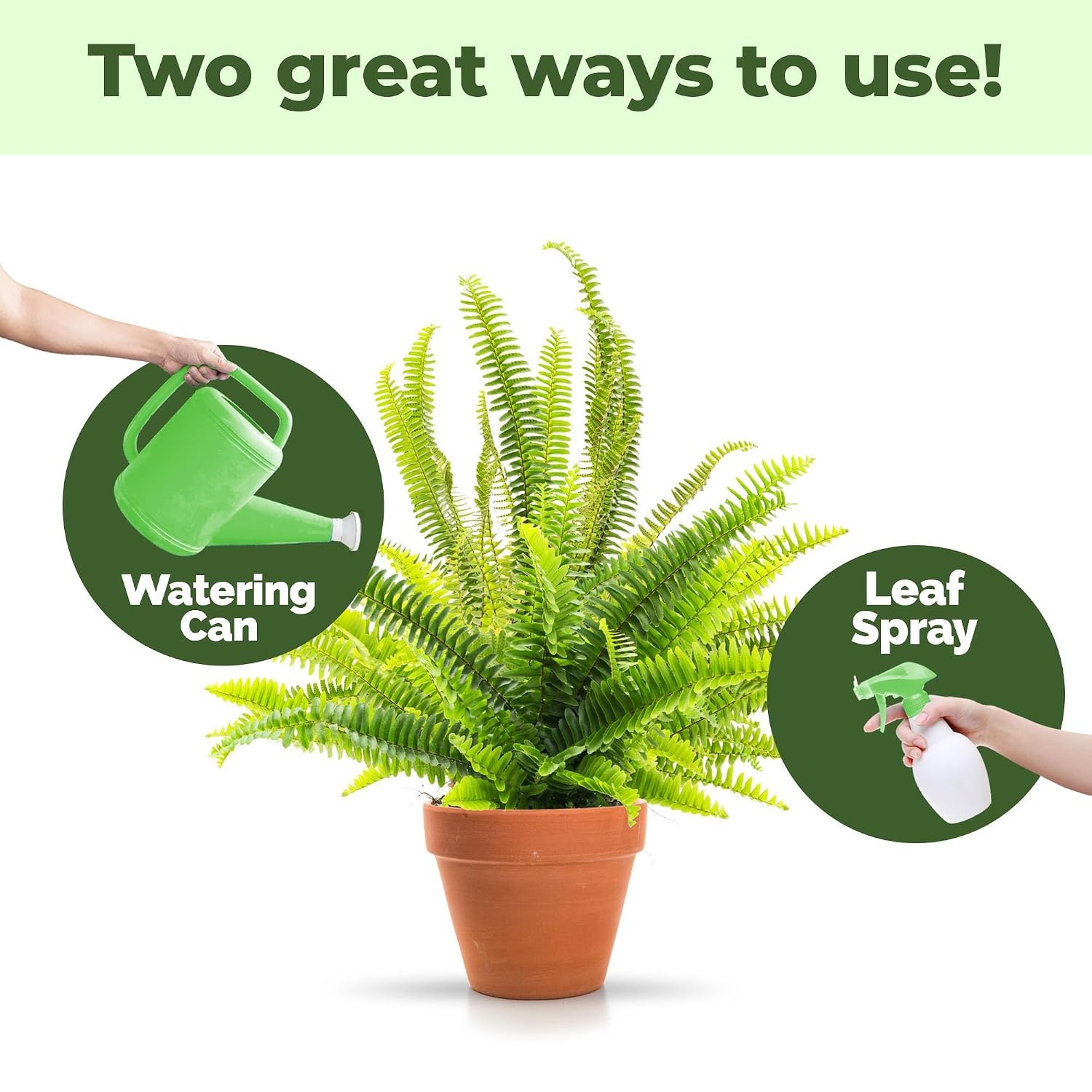 Boston Fern Fertilizer – Liquid Plant Food Fuller Fronds Rich Green Color &