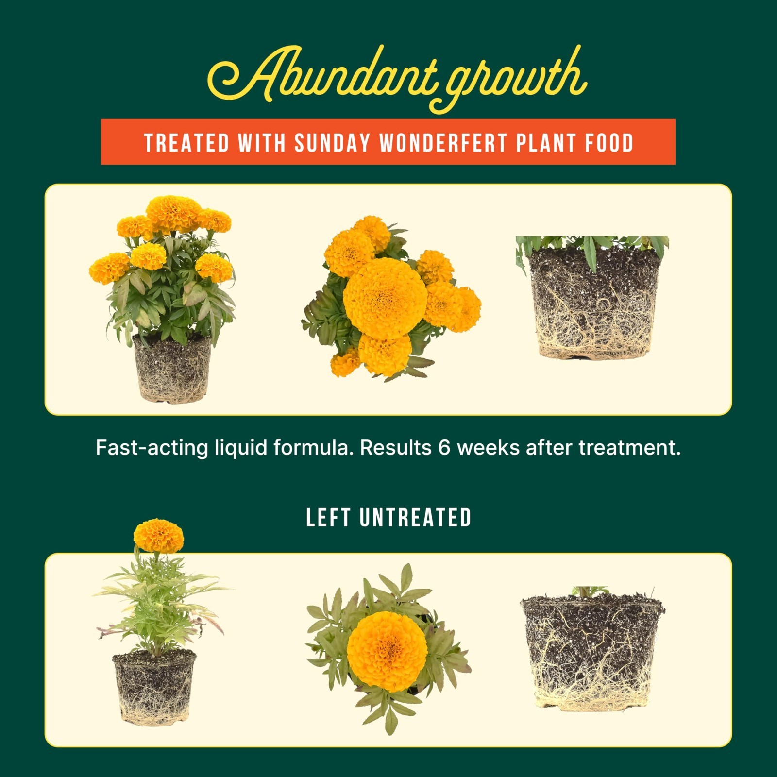 All-Purpose Liquid Fertilizer 10-2-6 NPK – 2 Pack for Flowers, Veggies, Trees &
