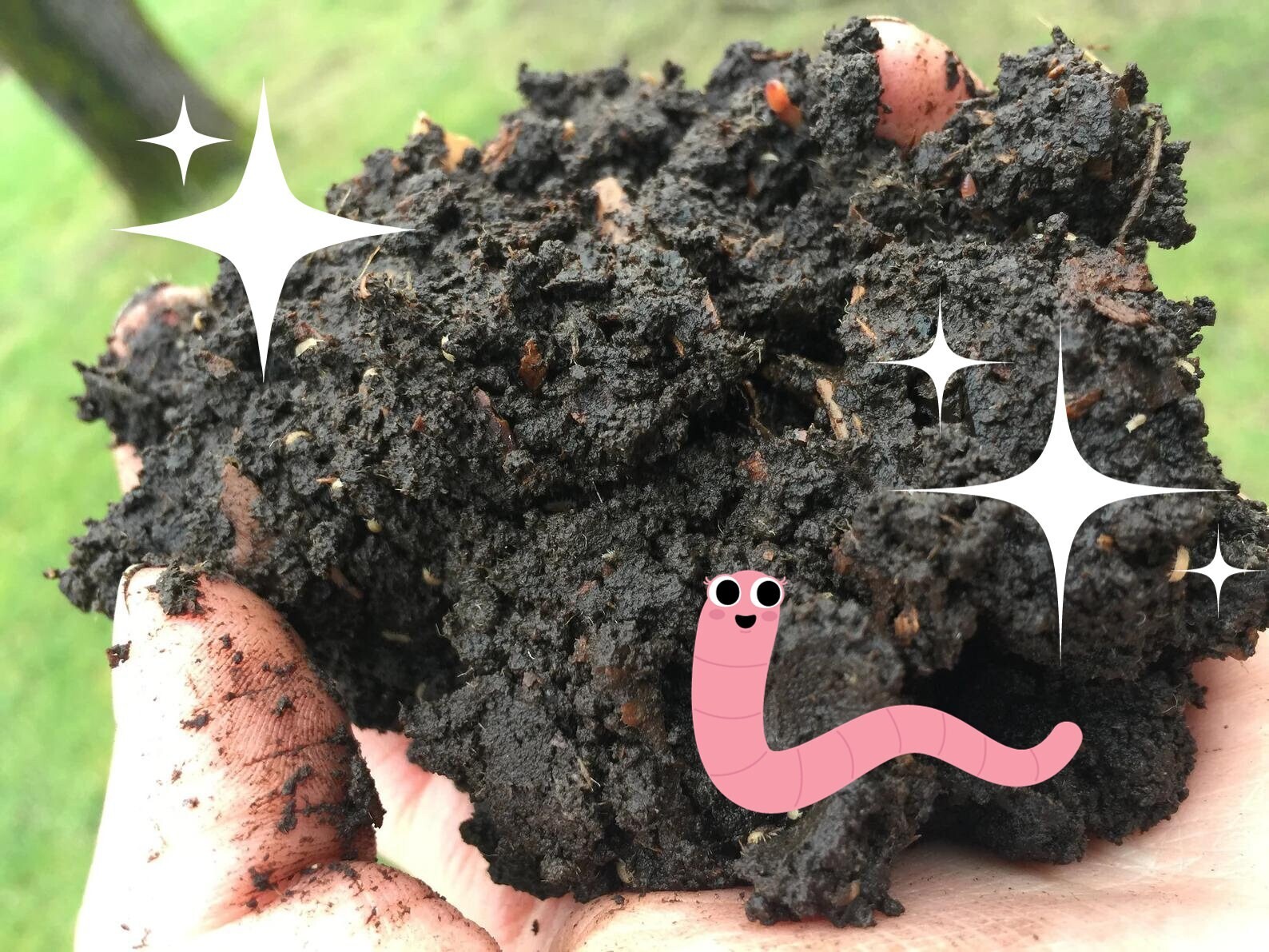 Vermicompost worm poop fertilizer for all plants! From happy home worm bin