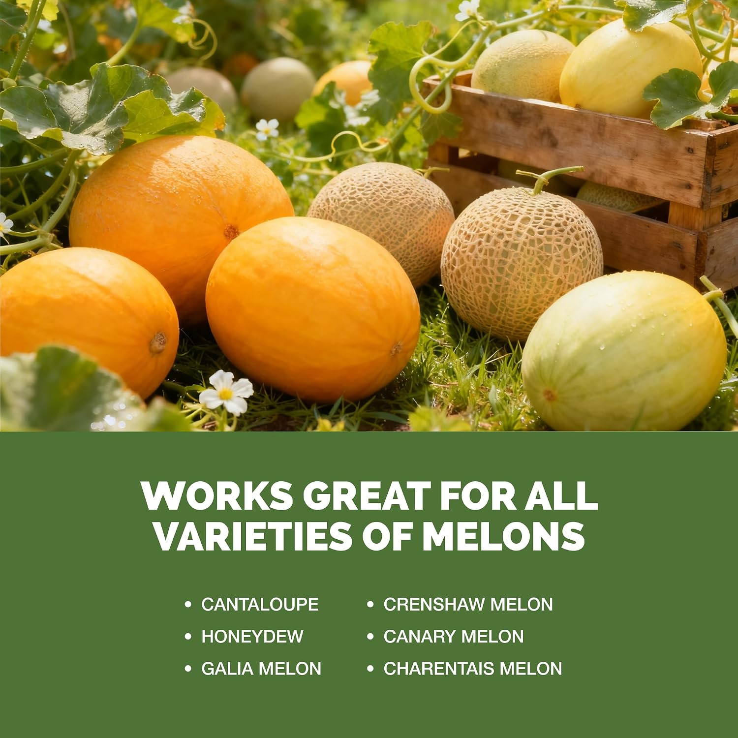 Melon Fertilizer – Liquid Plant Food for Bigger Melons, Stronger Vines & Better