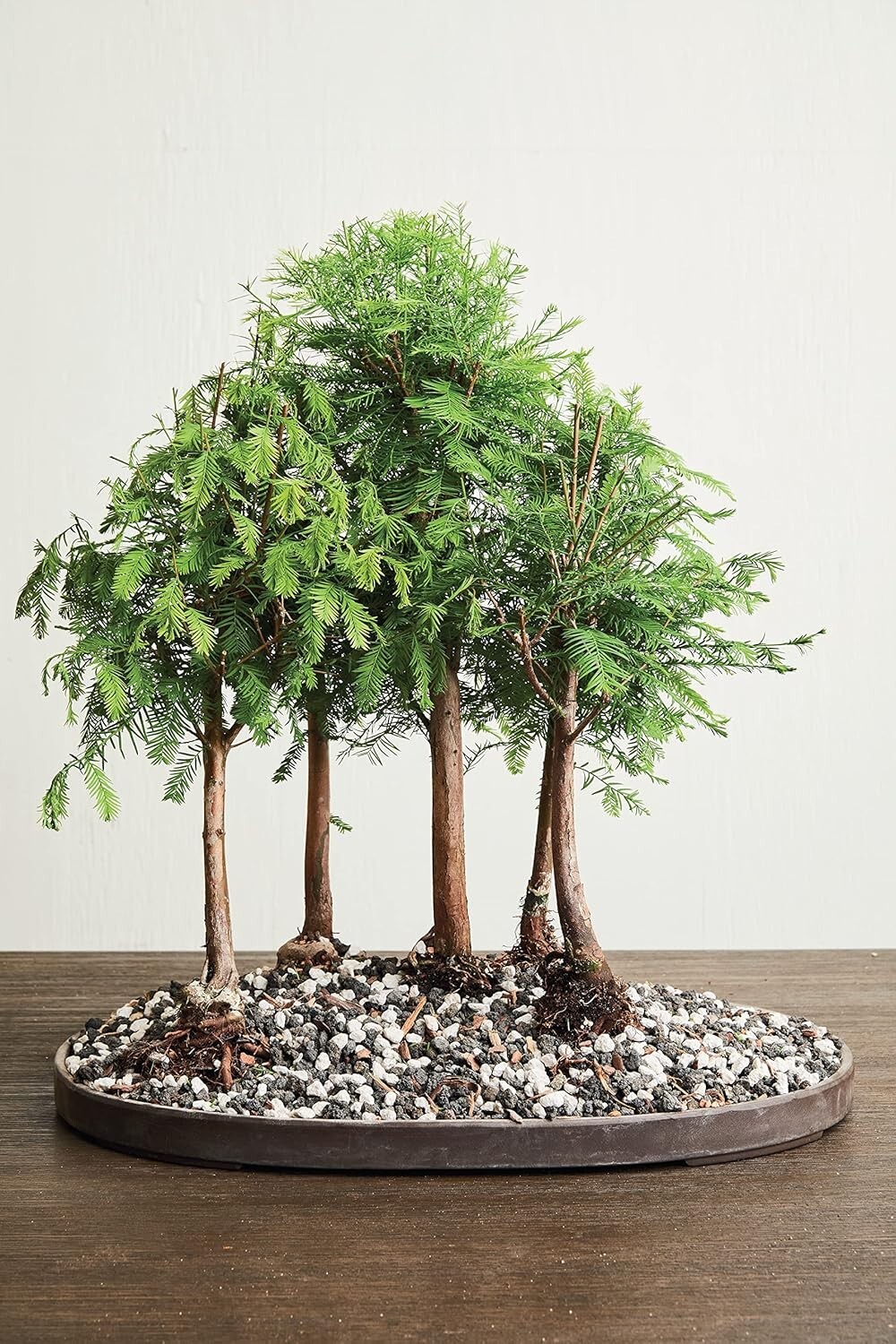 Organic Bonsai Fertilizer by – 3Lbs | Quick Results | Micro Nutrients for Vit…