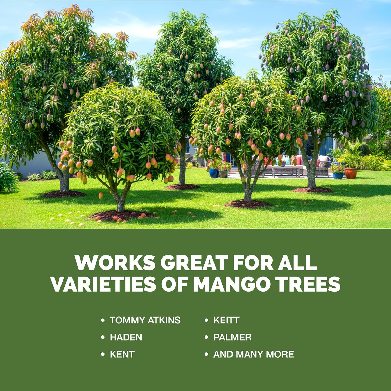 Mango Tree Fertilizer – Liquid Plant Food for More Fruit, Stronger Blossoms &…