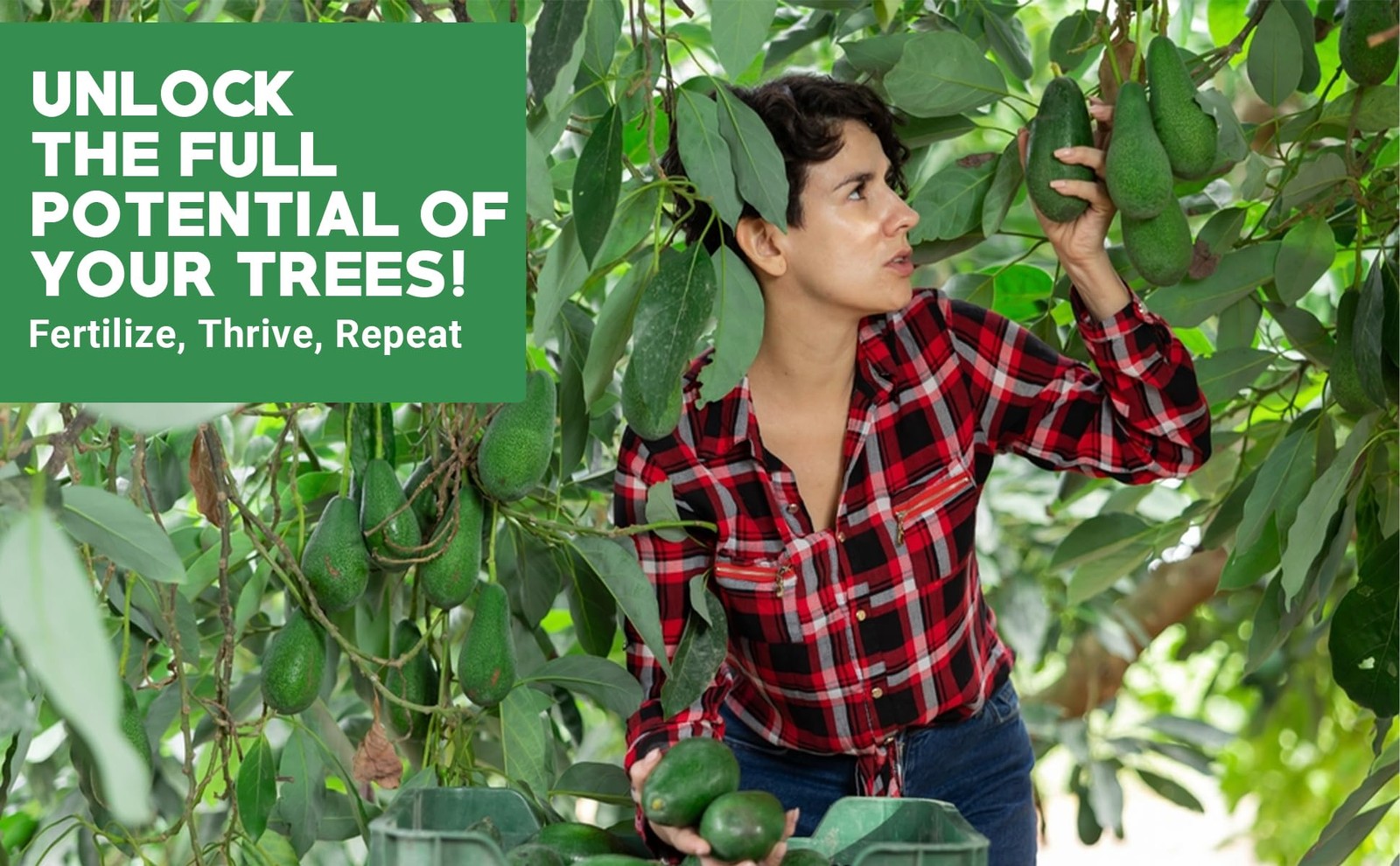 6-4-6 Avocado, Mango Citrus Tree Professional Fertilizer, Plant Food Outdoor/…