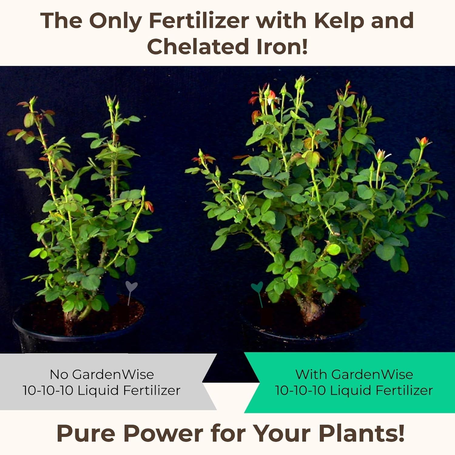 Versatile 10-10-10 Liquid Fertilizer with 6% Iron – Indoor & Outdoor Use, 32 Oz