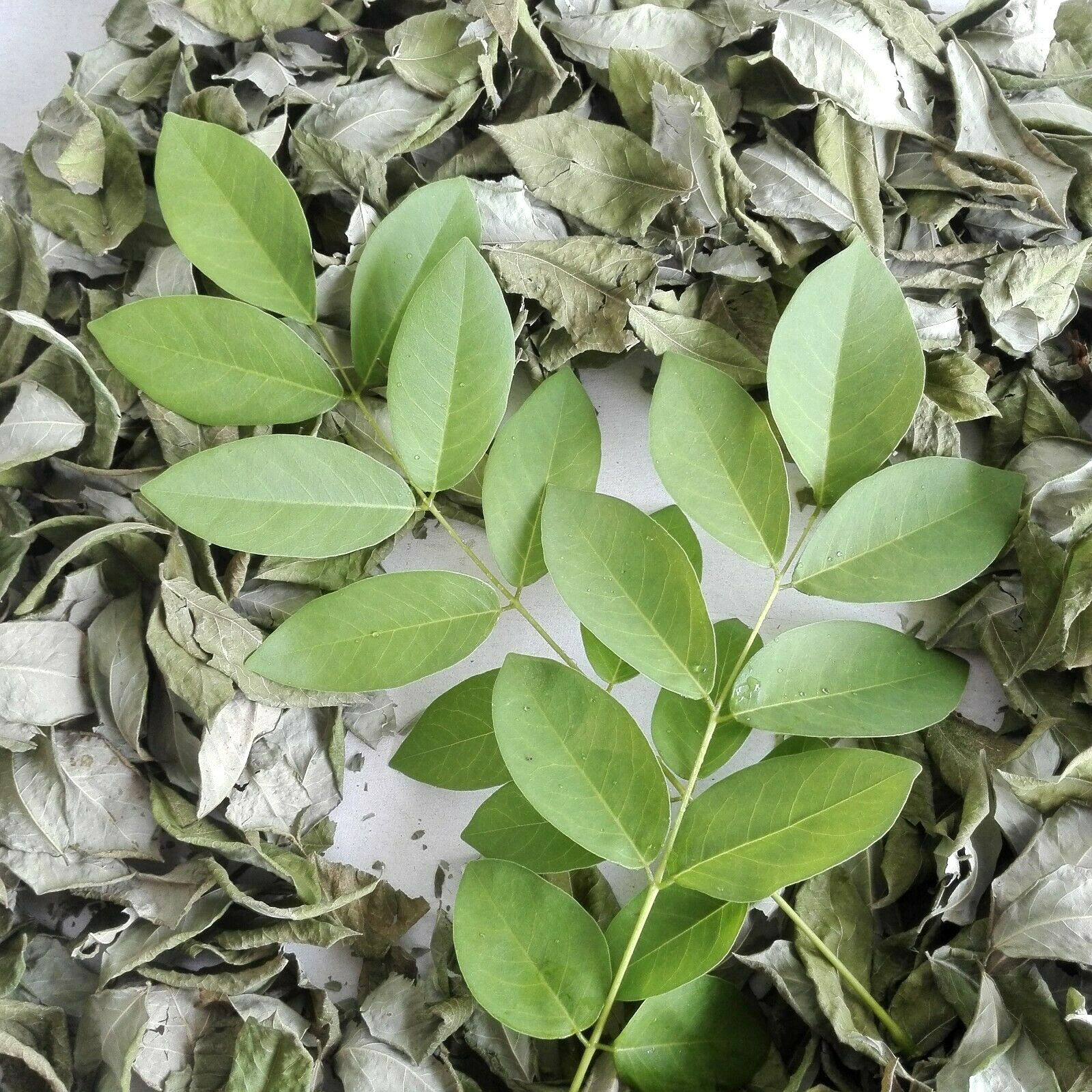Dried Organic Gliricidia Sepium Leaves 200g Natural Compost Manure Fertilizer