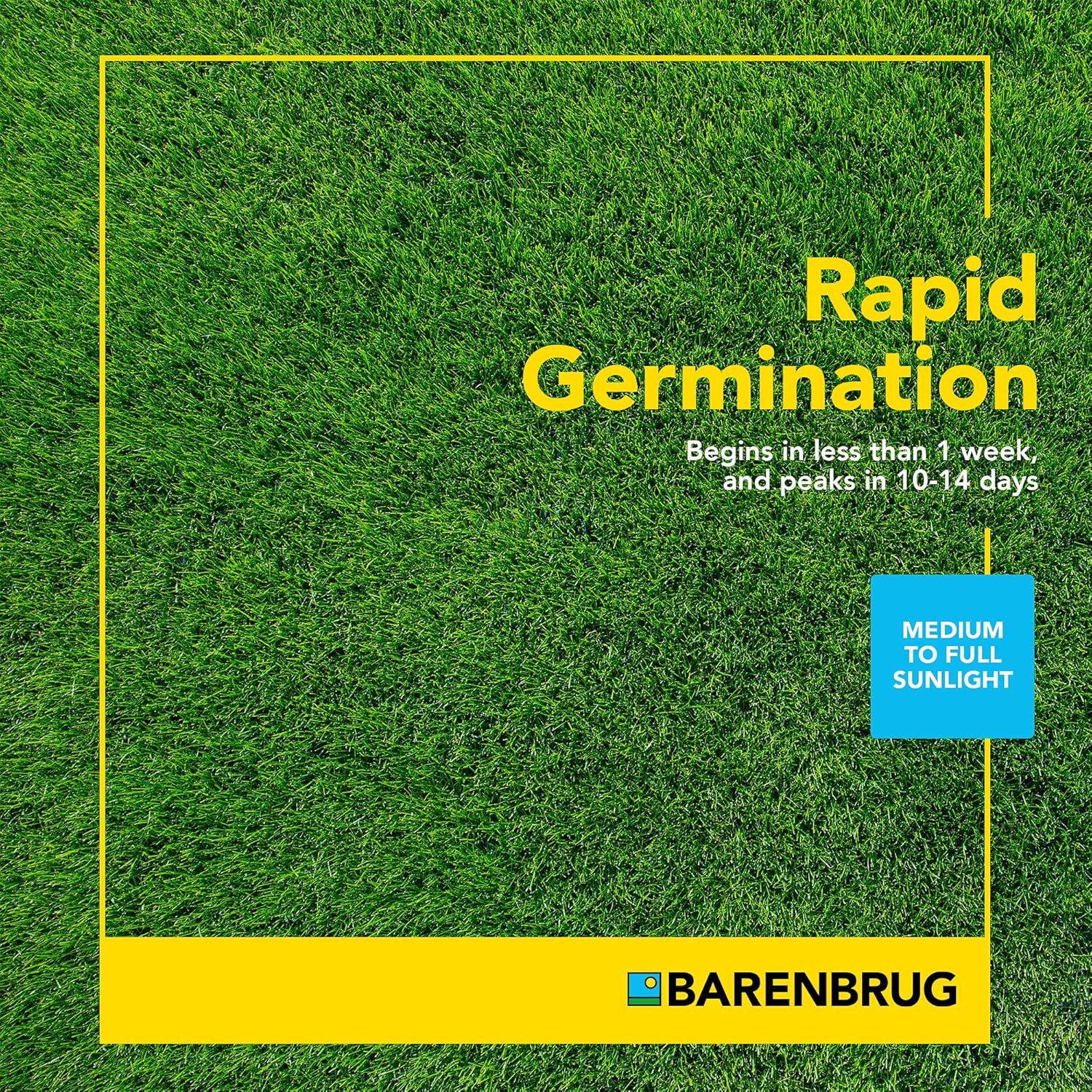 Barenbrug Turf Star Regenerating Perennial Ryegrass Lawn Seed with Yellow Jacket