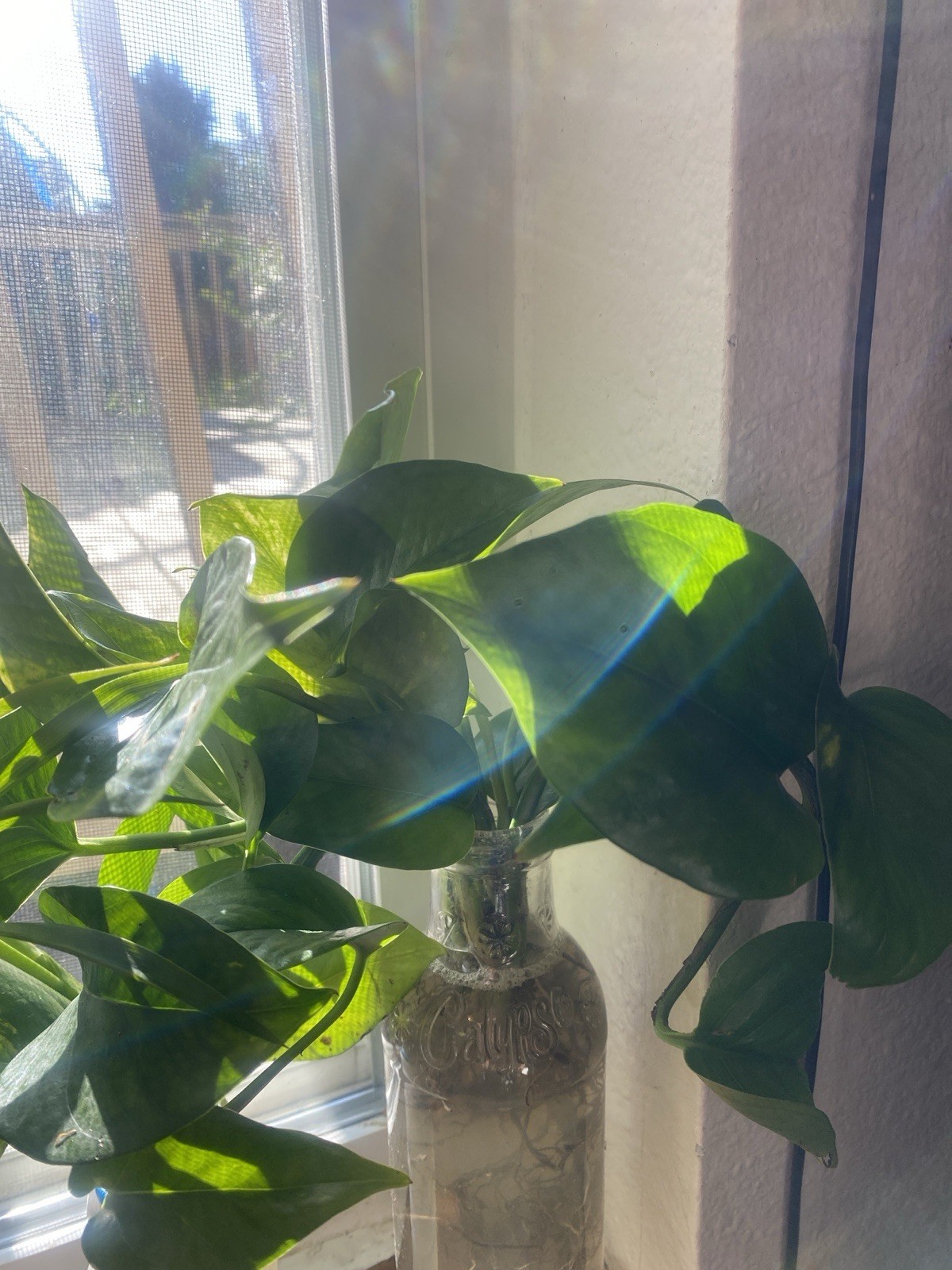 Live Houseplants read description for each price for plant