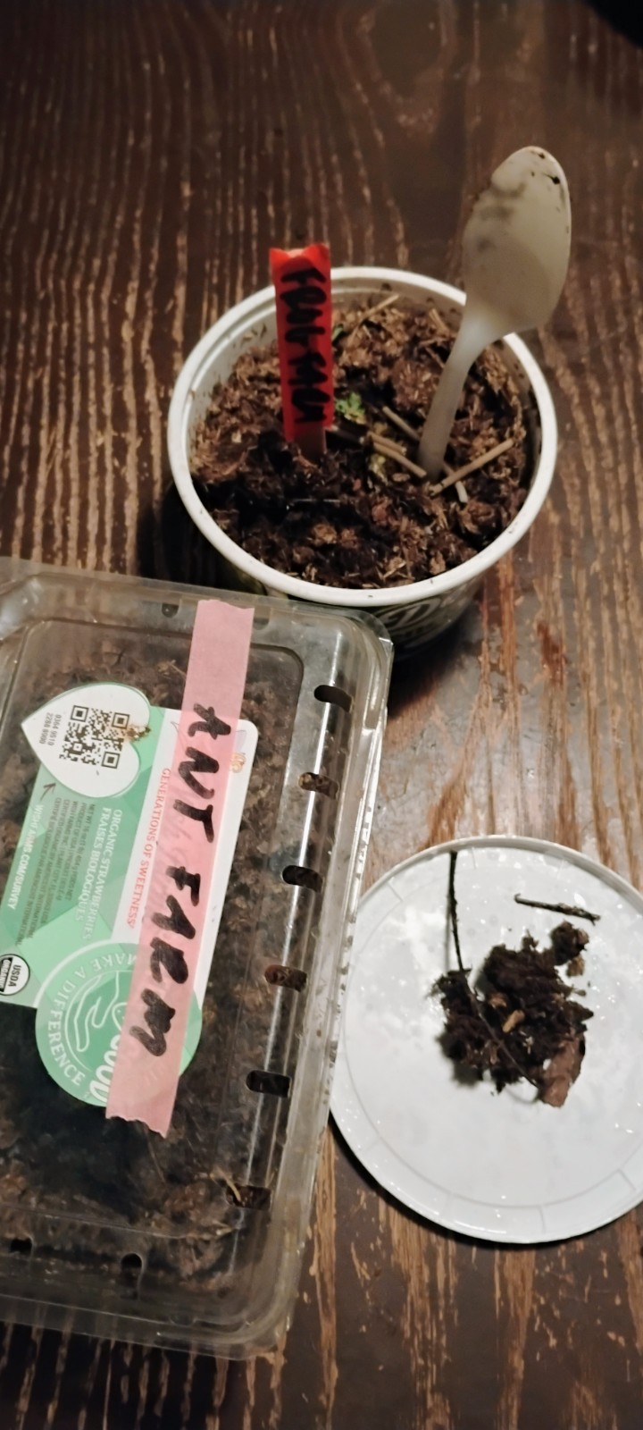 FroG Farm 1014 Ant Farm Minnie Tracy Cow Pasture Donkey Dung for plants