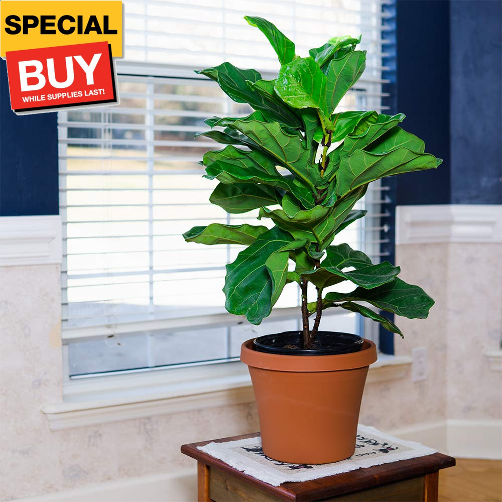 Liquid Fiddle Leaf Fig Fertilizer | 8oz. of Premium Concentrated Indoor Ficus Fo