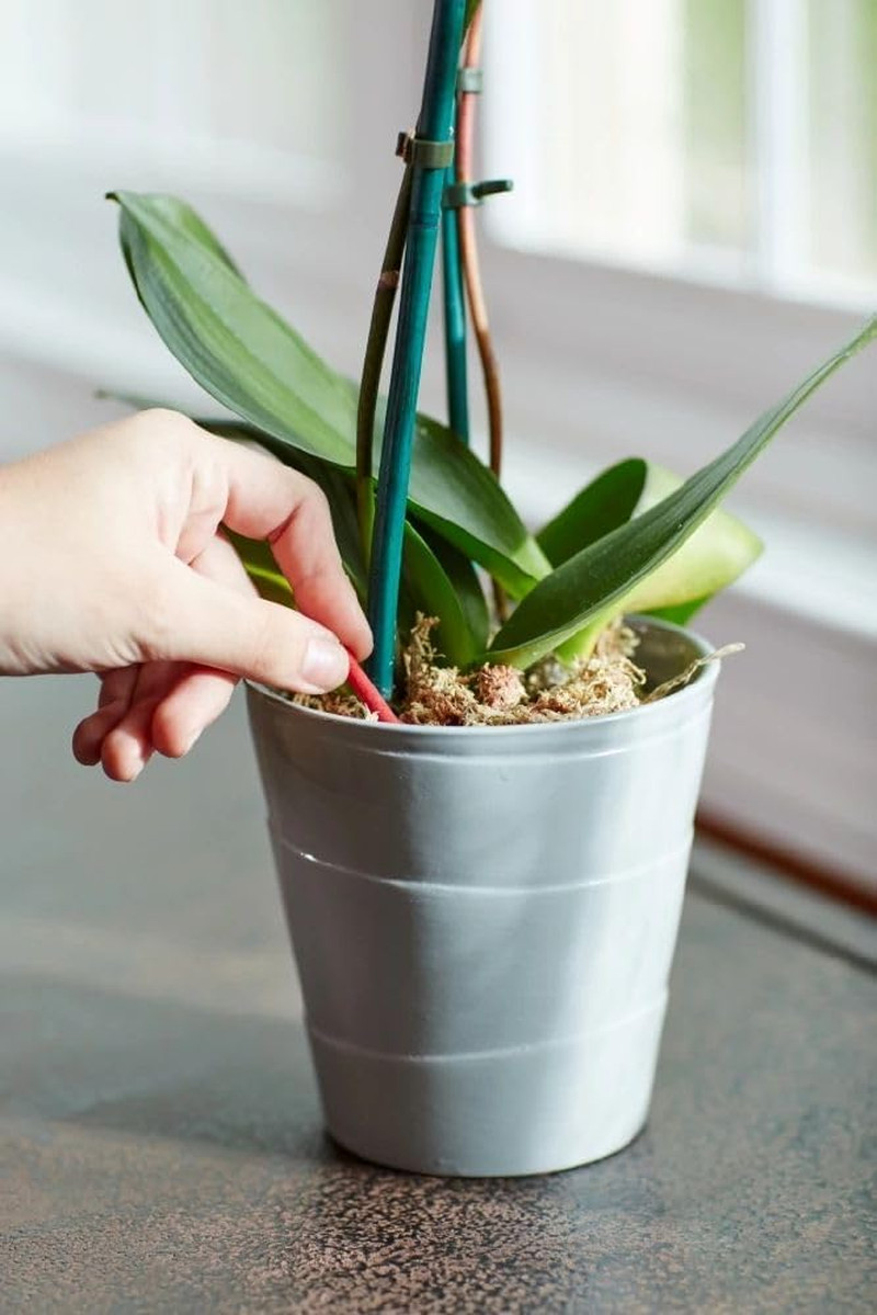 Miracle-Gro Orchid Plant Food Spikes