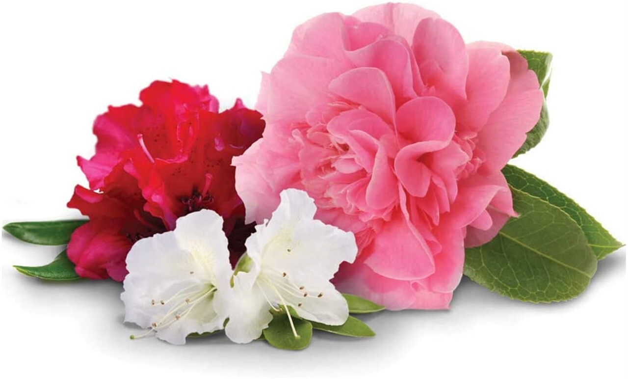 Jobe’s 09826 4 lb Organic Azalea Rhododendron Acid Loving Plant Food Fertilizer