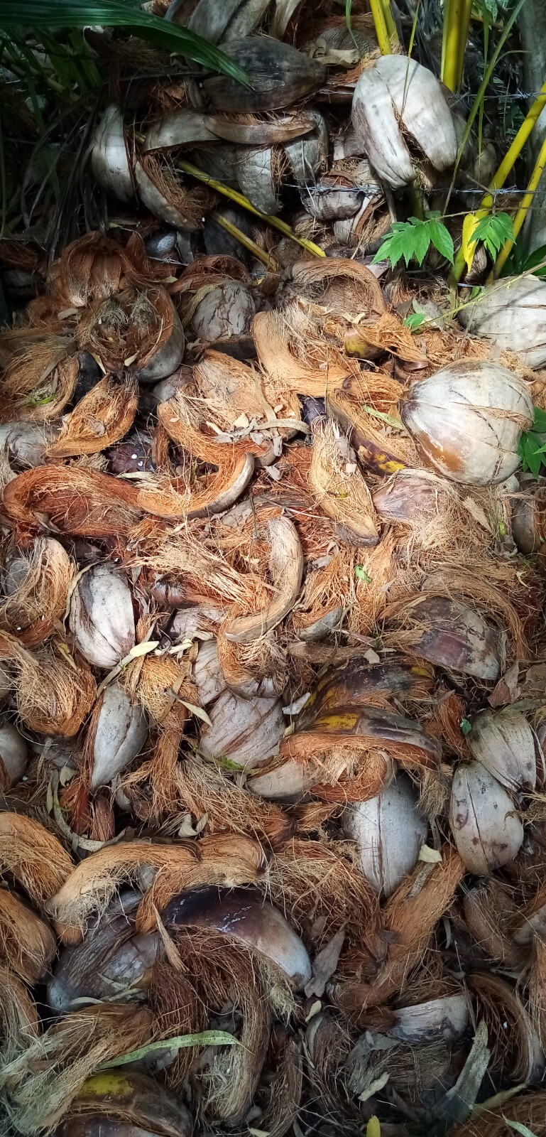 COCONUT HUSK Organic for Growing plants 100% Srilankan Organic Products