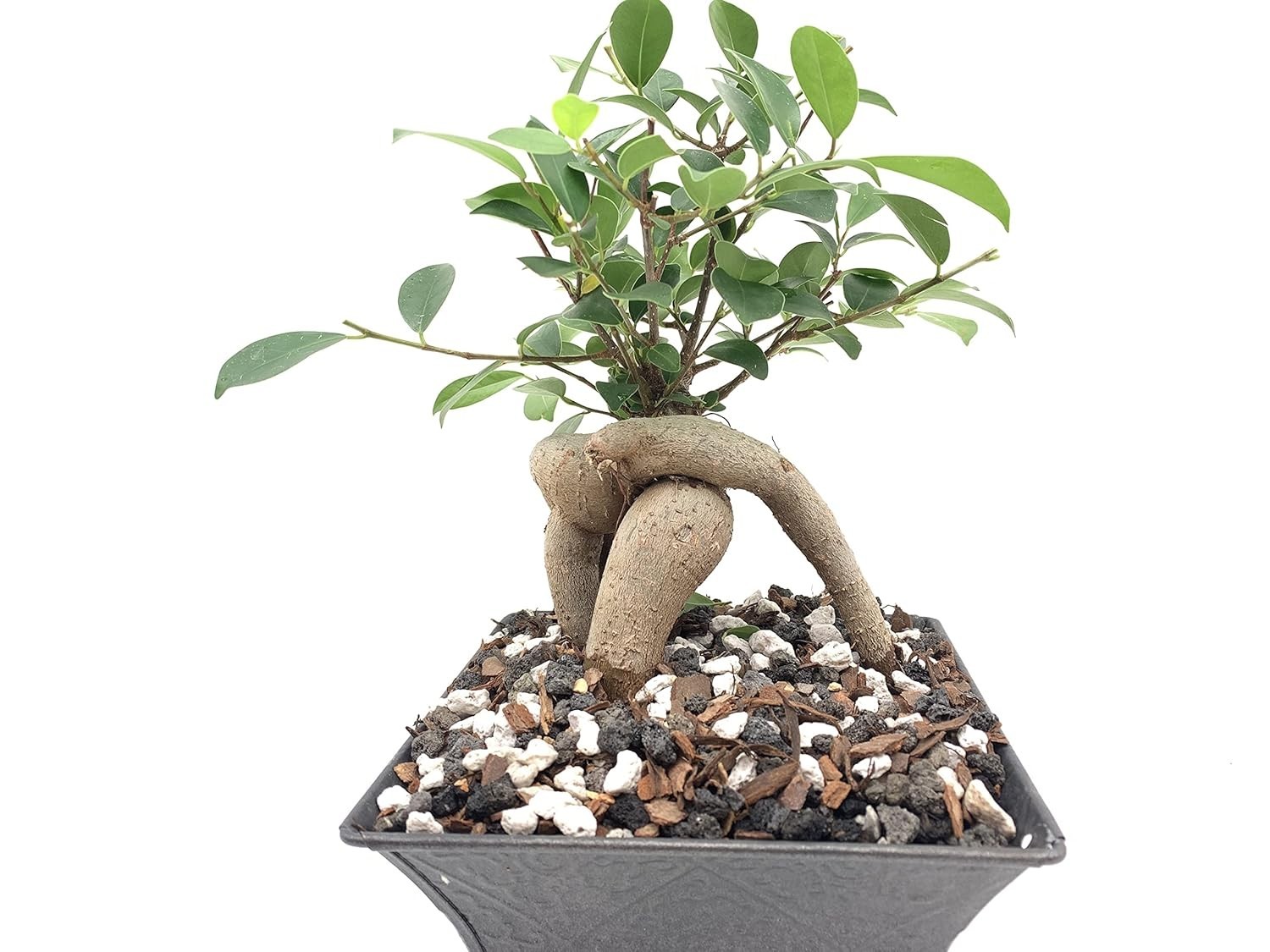 Nurturing 5oz Bonsai All-Purpose Fertilizer – Slow Release for Optimal Tree Care
