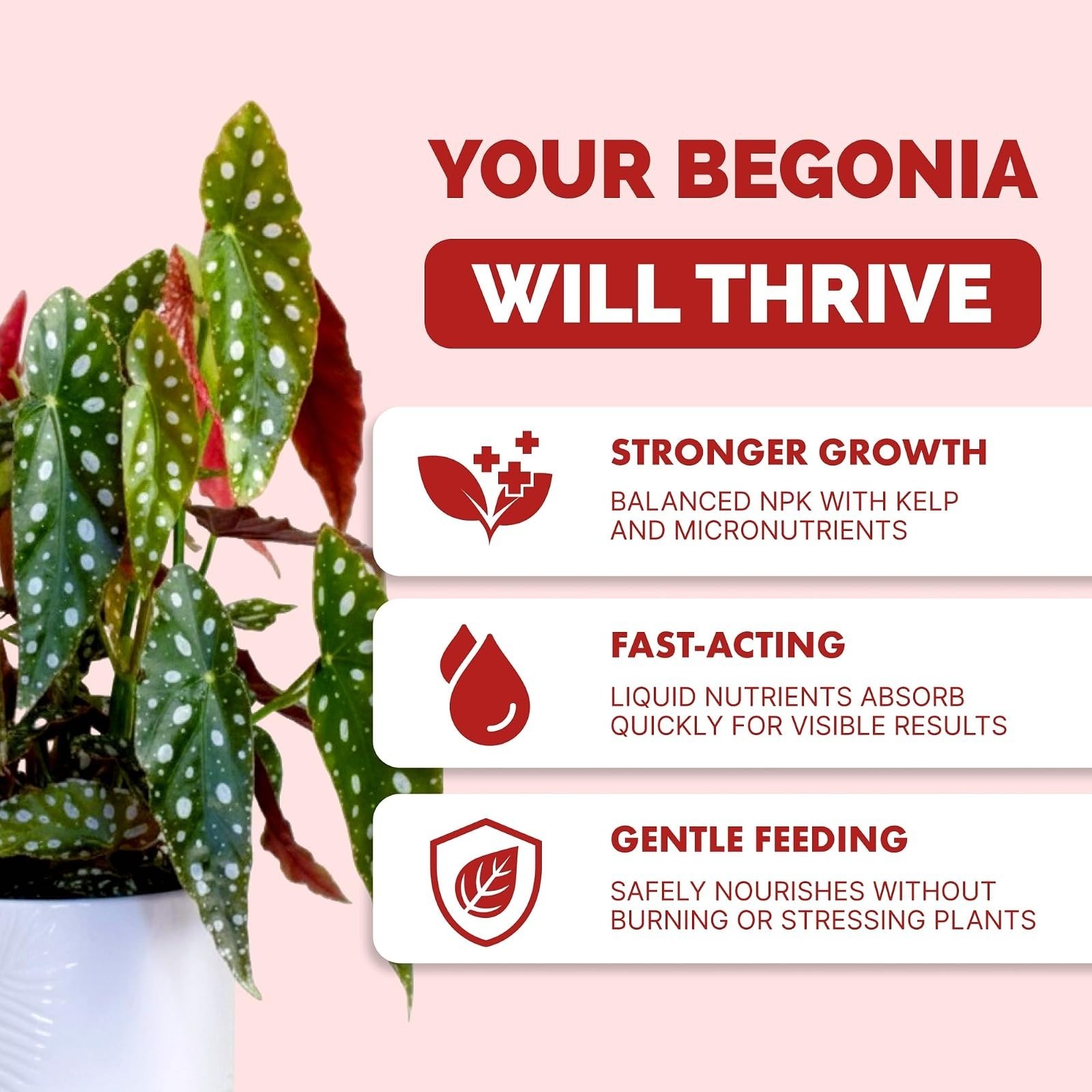 Begonia Fertilizer – Liquid Plant Food for More Blooms, Vibrant Color & Healthy